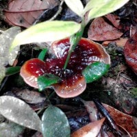 jamur yang menaungi tumbuhan