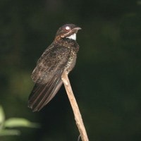 Cabak kolong / Bonaparte√¢‚Ç¨‚Ñ¢s Nightjar