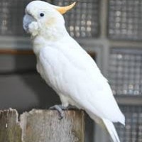 Kakatua Jambul Kuning (Cacatua sulphurea)