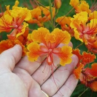 Bunga Merak