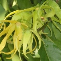 Kananga (lokal Kalimantan)