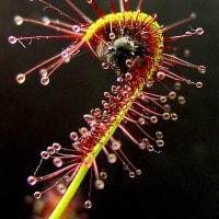 Cape sundew