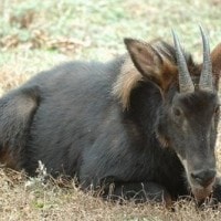 Kambing Hutan Sumatera