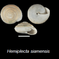 Hemiplecta siamensis(photo ngam)