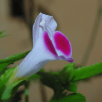 Pink Flower. Foto oleh Mabrur