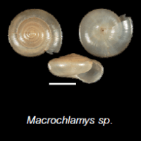 Macrochlamys sp.(photo ngam)