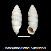 Pseudouliminis siamensis(photo ngam)