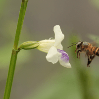 Collector Honey Bee. Foto oleh Rifki Muslim