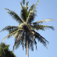 Cocos tree. Foo Oleh Mabrur