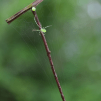 Morning Spider