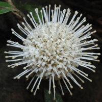 Ball Flower.