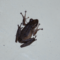 katak; Febrianda