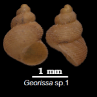 Georissa sp. (photo ngam)
