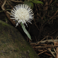 Flower on the Rocks.