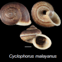Cyclophorus malayanus (photo ngam)