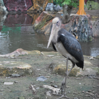 Bangau Tong-Tong