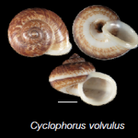 Cyclophorus volvulus (photo ngam)