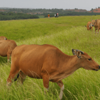 sapi bali