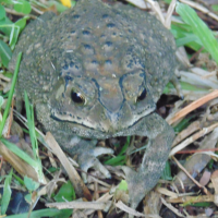 bufo
