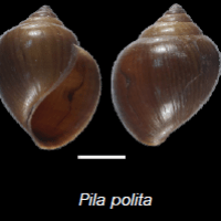 Pila polita (photo ngam)