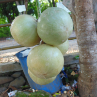 Limpasu Eksotik Hutan Loksado.