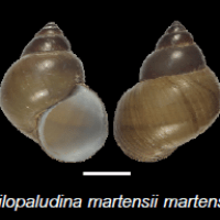 Filopaludina martensii-martensii (photo ngam)