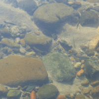 Fish on the River. Foto oleh Mabrur