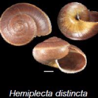 Hemiplecta distincta (photo ngam)
