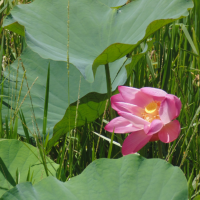 Pink Lotus. Foto Oleh Mabrur