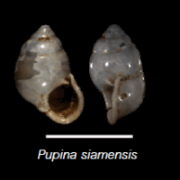 Pupina siamensis (photo ngam)