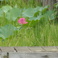 Pink in Green. Foto Oleh Mabrur