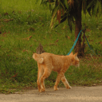 Not Garfield. Foto Oleh Mabrur
