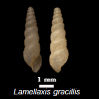 Lamellaxis gracillis (photo ngam)