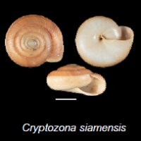 Cryptozona siamensis(photo ngam)