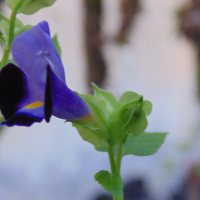 Purple. Foto Oleh Mabrur