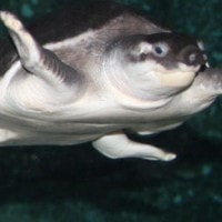 Carettochelys insculpta si kura-kura unik dari timur