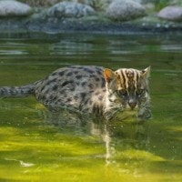 Kucing Bakau