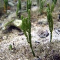 Caulerpa cupressoides