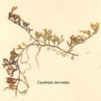 Caulerpa serrulata