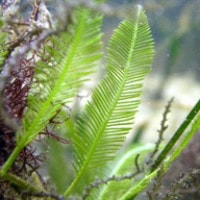 Caulerpa sertularoides