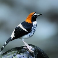 Meninting Cegar / Chestnut-naped Forktail