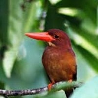 pekake merah