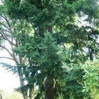 Cemara aru