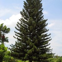Cemara Norfolk / Araucaria heterophylla
