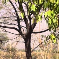 Cendana