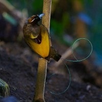 Cendrawasih Belah-rotan / Magnificent Bird-of-paradise