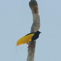 Cendrawasih Mati-kawat / Twelve-wired Bird-of-paradise