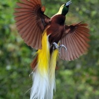 Cendrawasih, Bird Of Paradise
