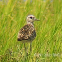 Cerek Kernyut (Pacific Golden-plover)
