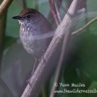 Ceret jawa / Javan Bush-warbler